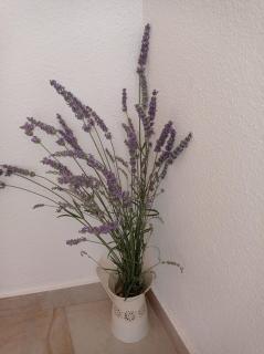 Apartman Branko with free parking place - 1