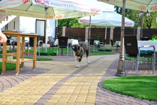 Pensiune Restaurant Flamingo - 1