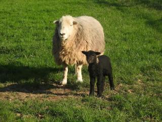 Molly Dishwasher Shepherds Hut - 6