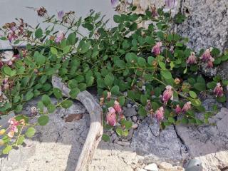 Apartments Kokotic - 9