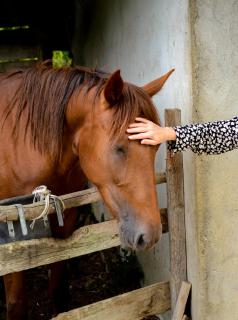 Espace Nature Studio indépendant proche du Parc des oiseaux - Sainte-Olive - 3
