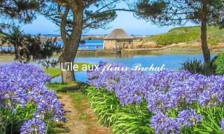 La Belle Paimpolaise - Paimpol - 6