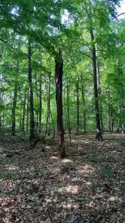 Waldesruh - Sallgast - 8
