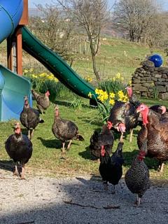 Tal-y-fan farm 6m stargazer tent - Bridgend - 7