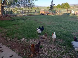Red Creek Inn and Farm - - 1