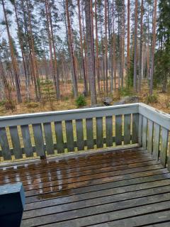 Helmi - Kangasniemi - 2