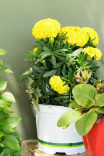 Valena's house - 4