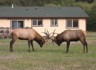 Elk Meadow Cabins 9A Prairie Creek Suite - Orick - 8