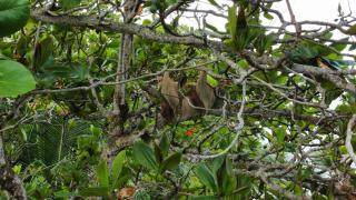 Ocean View Lodge - Cahuita - 6