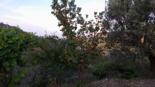 Villa Mattia - Montegiordano - 8
