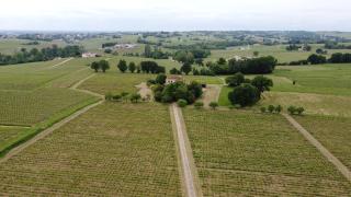 Chateau Monichot Organic Vineyard - Tauriac - 8