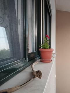 elea home apartments - Alexandroupoli - 2