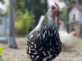 **Suite Familiale Spacieuse au Cœur de la Forêt de Montargis** - FR-1-590-335 - 2