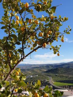 Mirador del Olivar - Olvera - 8