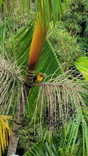 Toca da Tulipa - Paraty - 7