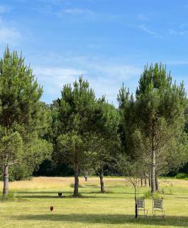 Laguillotte - Seignosse - 6