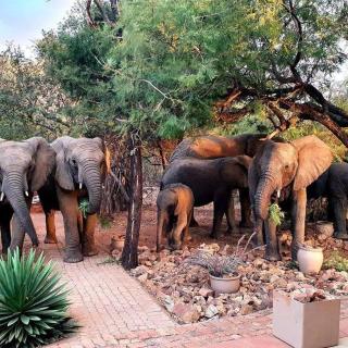 Bush Dream, Mabalingwe - Mabula - 8