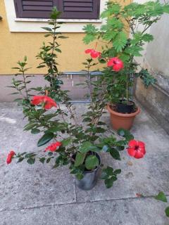 Apartment Lubica - 2