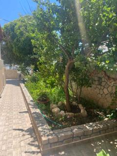 Asterias Studios - Adamas - 4