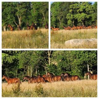 Les naturelles - Saint-Aubin-de-Locquenay - 3