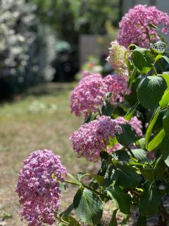 Location villa entre lac et océan avec son spa de nage - Carcans - 7