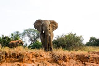 Karongwe Portfolio- Shiduli Private Game Lodge - Hoedspruit - 5
