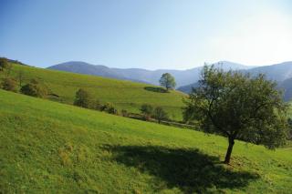 ZeiTraum Ferienwohnung Tafelbühl - Elzach - 3