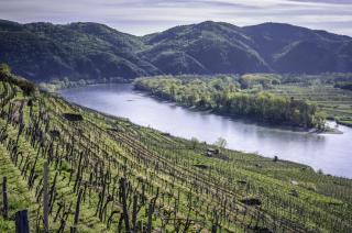 Gartenhotel & Weingut Pfeffel Dürnstein - 4
