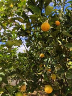 Under the Lemon Tree - La Caletta - 2
