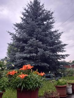 Casa Mihai - Purcăreni - 8