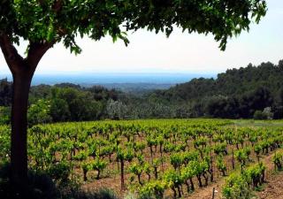 Gîte Le Clos, entre vignes et forêts - Vacqueyras - 4