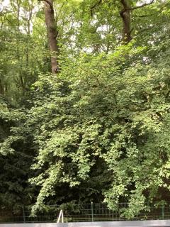 Bremer 45 - exklusives Apartment am Kurpark - 3