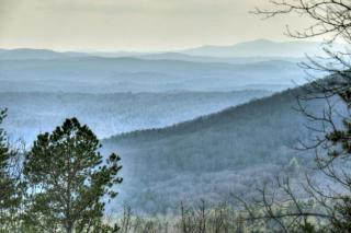 Whiskey Bear - Ellijay - 9