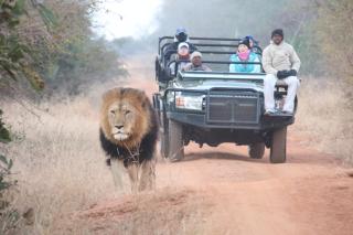 Karongwe - Becks Safari Lodge - Hoedspruit - 6