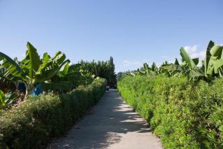 Banana Sunset Villas - Paphos - 7