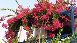 Banana Sunset Villas - 3