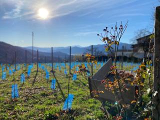 Appartamento di vacanza tra i vigneti - - 5