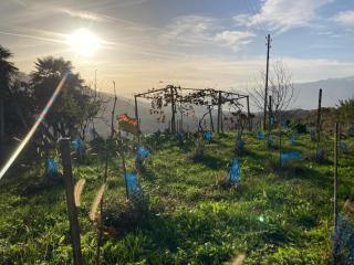 Appartamento di vacanza tra i vigneti - - 6