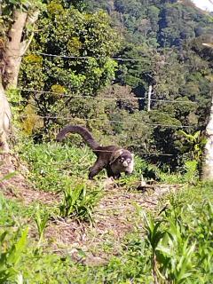 Hospedaje Bosque del Río - Monteverde - 6