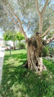 Casa Lety con giardino, aria condizionata e wifi - Rimini - 9
