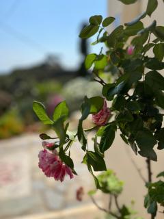 Walnut Tree Farm - 6