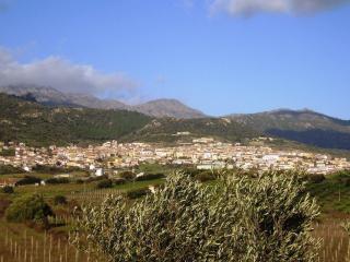 La casa nell'oliveto - Berchidda - 1