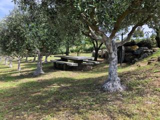 La casa nell'oliveto - Berchidda - 2