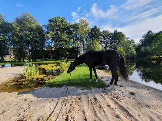 Agroturystyka BM Horse - - 3