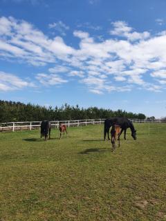 Agroturystyka BM Horse - - 4