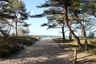 Reet am Strand mit Hund - Karlshagen - 1