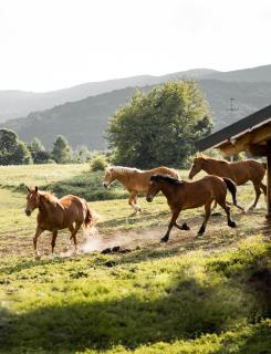 Ranch Terra - Irinovac - 5
