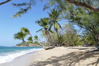la villa caribéenne de la plage des surfeurs - La Trinité - 9