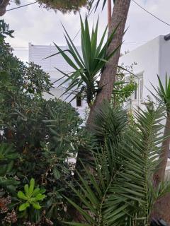 Cassaris Mykonos - Drafaki - 8