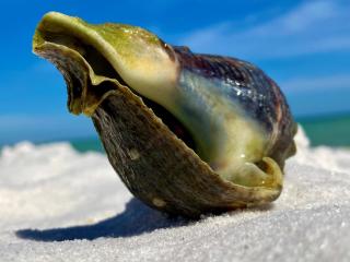 Holiday Surf and Racquet Unit 403 - Destin - 6